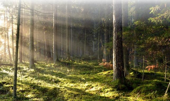 Międzynarodowy Dzień Kąpieli Leśnych w WPN Kąpiel leśna to powolny, uważny spacer przez las,