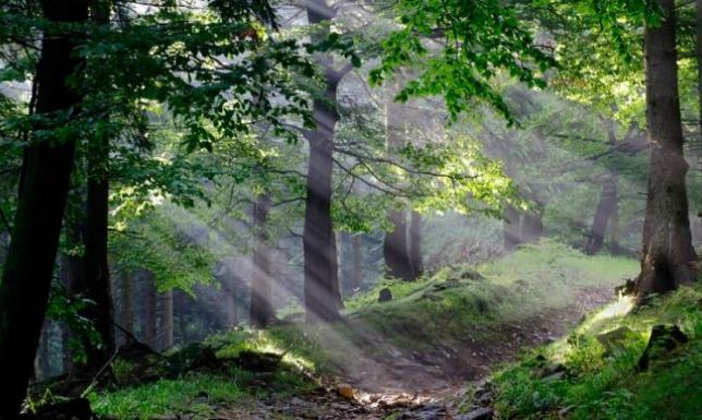 obszary objęte ograniczeniami w pozyskiwaniu drewna