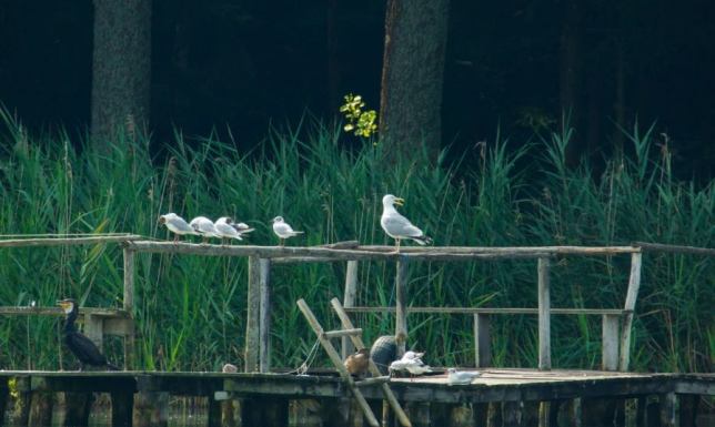 Gawędy o ptakach jeziora Wigry w WPN ostatnie spotkanie z cyklu "Gawędy o przyrodzie" w Wigierskim Parku Narodowym