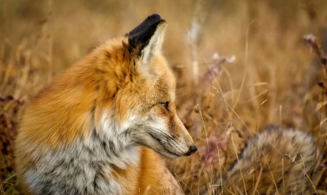 Uważajmy na przynęty ze szczepionką do zwalczania wścieklizny u lisów Wiosenna akcja zwalczania wścieklizny u lisów wolno żyjących