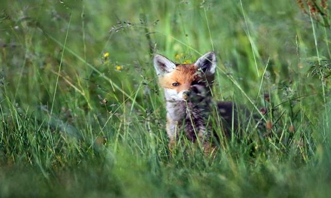 Pomagajmy, ale z rozwagą - apelują leśnicy