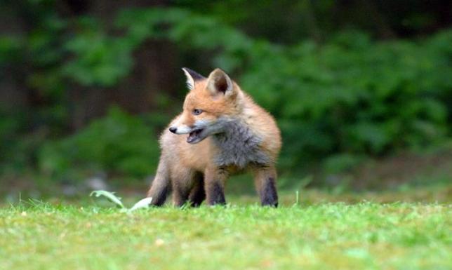 Zrzucą szczepionki dla lisów - nie podnoście ich