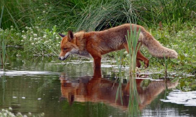 na terenie województwa podlaskiego, będą zrzucane z samolotów przynęty ze szczepionką