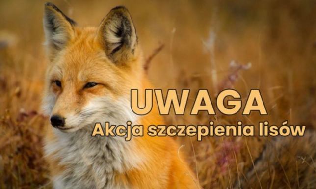 Akcja szczepienia lisów Akcja szczepienia lisów