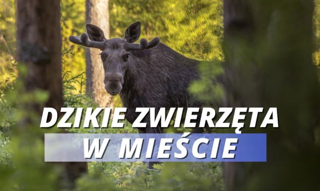 Łosie w ostatnich dniach odwiedziły Miasto Suwałki