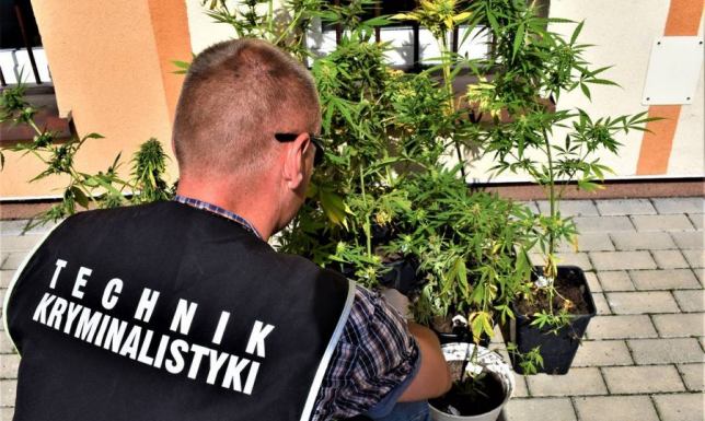 Przyznali się do uprawy marihuany 