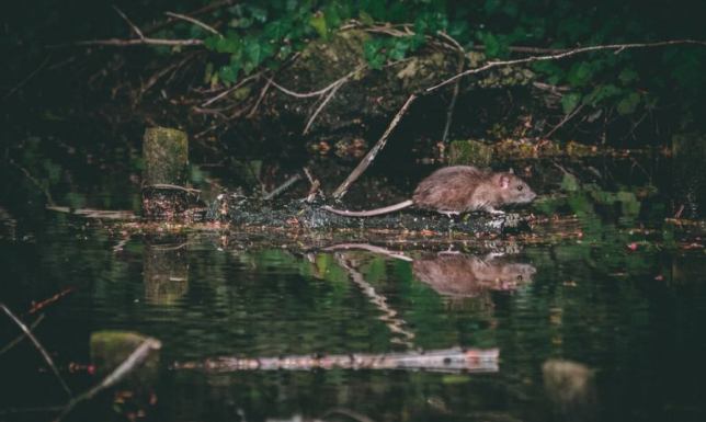 DDD Warszawa, czyli walka z insektami i szkodnikami