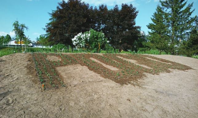 Hasło z kwiatów promujące miasto "Pogodne Suwałki"