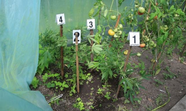 Mundurowi zabezpieczyli ponad 360 gramów marihuany