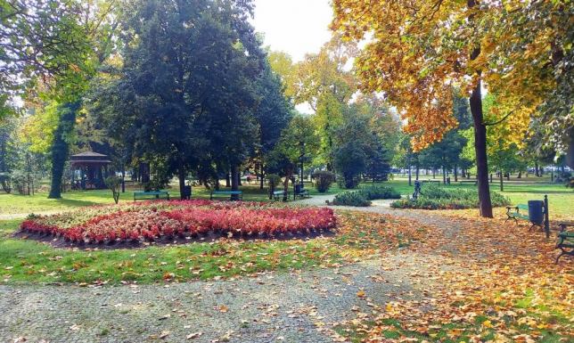 Jesienne nasadzenia w Suwałkach wykonuje Zarząd Dróg i Zieleni