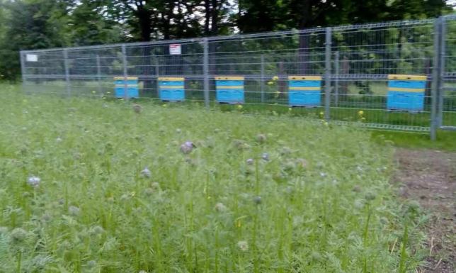 Lekcje pszczelarstwa w Zespole Szkół w Dowspudzie Lekcje pszczelarstwa w Zespole Szkół w Dowspudzie