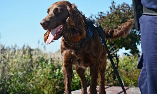 Płochacz niemiecki trafił do Suwałk - jedyny taki pies w krajowej policji