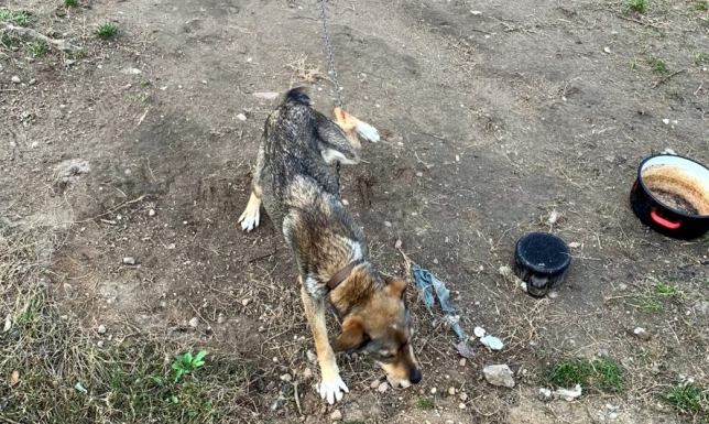 Dzielnicowy gminy Krasnopol zainteresował się losem wychudzonego i niedożywionego psa