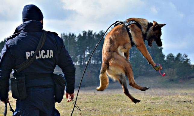 Do suwalskiej jednostki Policji dołączył kolejny owczarek belgijski