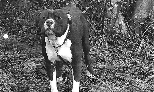 pies przywiązany do drzewa na ulicy Sianożęć w Suwałkach