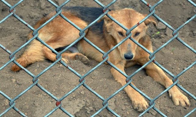 funkcjonowanie schroniska dla zwierząt „Sianożęć"