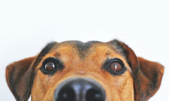 Książki o psach dla każdego miłośnika czworonogów