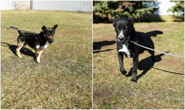 Adopcja psa to jedna z najlepszych decyzji, jaką możesz podjąć