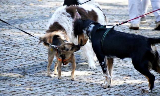 Programu opieki nad zwierzętami bezdomnymi oraz zapobiegania bezdomności zwierząt