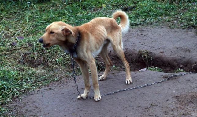 Zwierzęta wyglądały na niedożywione i zaniedbane od dłuższego czasu