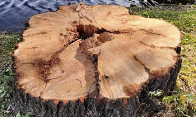 Przegląd drzew w Suwałkach - jedno wymagało ścięcia Przegląd drzew w Suwałkach prowadzi Zarząd Dróg i i Zieleni