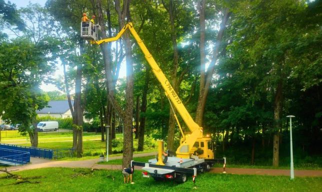 Usuwane są głównie uschnięte, odłamane konary i gałęzie