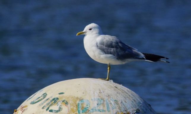 Liczenie ptaków na Wigrach