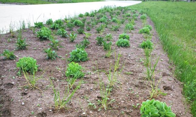 proekologiczna akcja sadzenia łąki kwietniej w Suwałkach