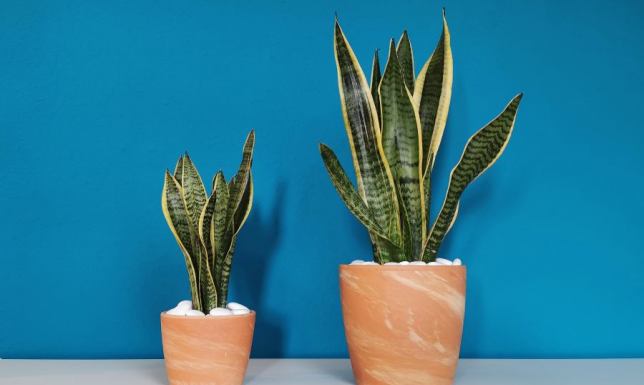 Jak zwalczać szkodniki na kwiatach zielonych?