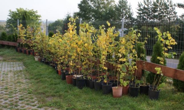 Uczniowie zasadzili 150 sadzonek lipy Sadzenie drzew w Bakałarzewie