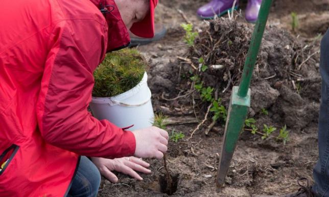 pracownicy firmy CAL posadzą „drzewo numer 50 000”