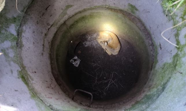 Nietypowe zgłoszenie otrzymała w piątek suwalska Straż Miejska