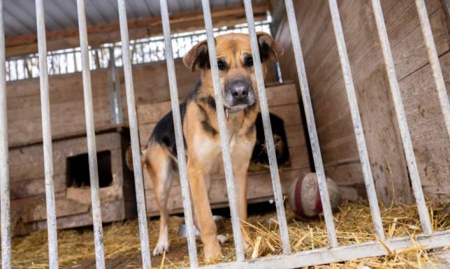Stan przygotowania schronisk dla zwierząt do długotrwałych mrozów