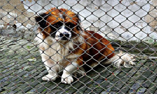 Gmina dofinansuje adopcję zwierząt ze schroniska Gmina dofinansuje adopcję zwierząt ze schroniska