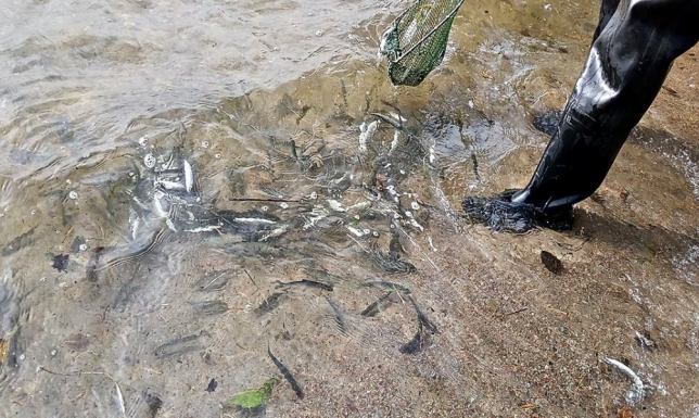 6000 sztuk siei trafiło do jeziora Wigry Wigierski Park Narodowy, zarybianie jeziora Wigry