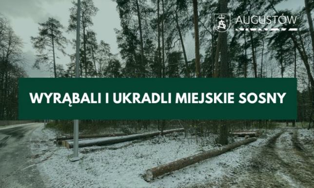 Spór o wycinkę i kradzież sosen w Augustowie Wyrąbali i ukradli miejskie sosny w Studzinicznej
