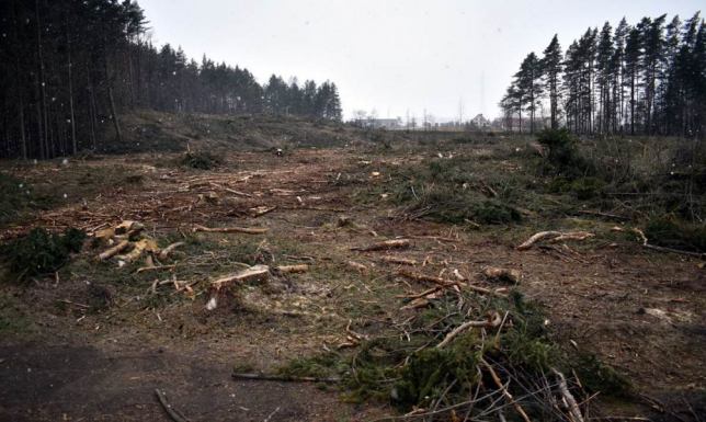 Kilkanaście osób wzięło udział w drugim spacerze po "Znikającym Lesie"