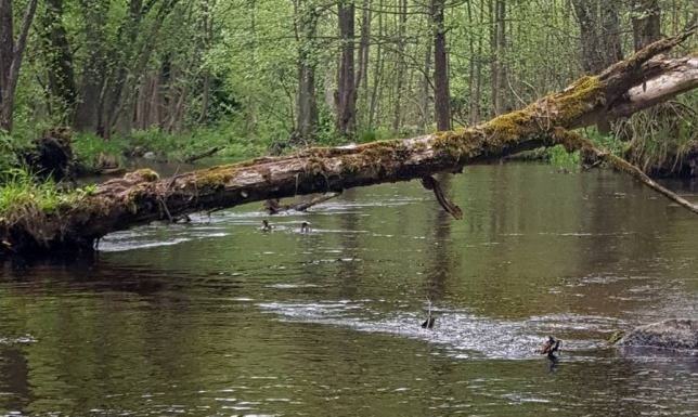 Utrudnienia przy organizacji spływów kajakowych na niektórych odcinkach Czarnej Hańczy