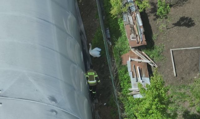 Suwalscy strażacy pomogli łabędziowi, który uderzył w ogrodzenie i spadł na ziemię