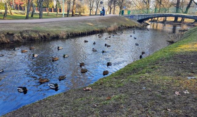 automaty ze smakołykami dla kaczek w Suwałkach