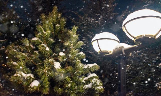 Apel o utworzenie na obrzeżach Suwałk Lasu św. Mikołaja