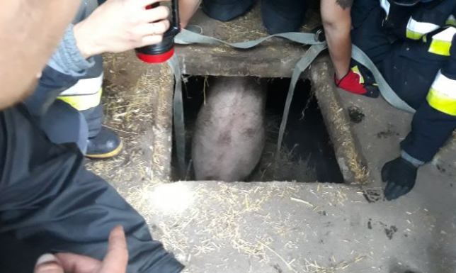 Świnia wpadła do zbiornika na gnój
