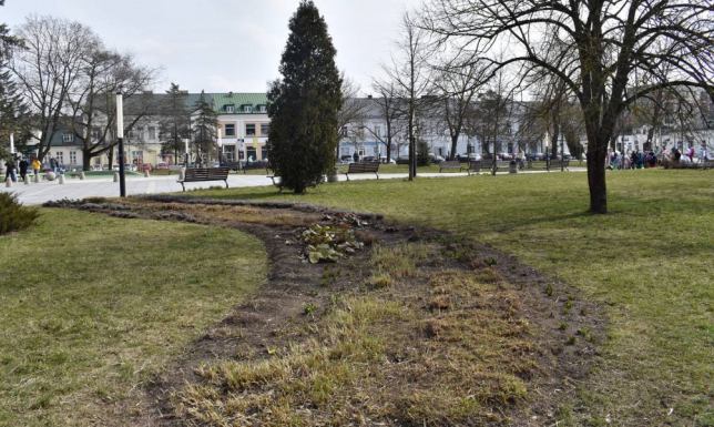 zwiększenie powierzchni zielonej na Placu Marii Konopnickiej