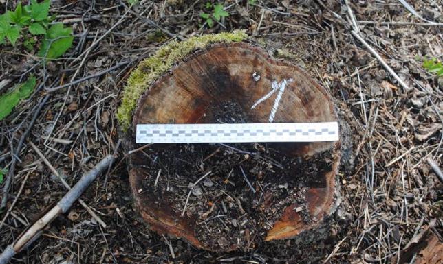 Kradł drzewa z działki