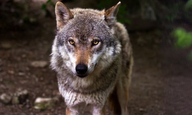 Niebezpieczne sytuacje na linii człowiek-wilk wzrost szkód wyrządzanych przez wilki na terenie województwa podlaskiego