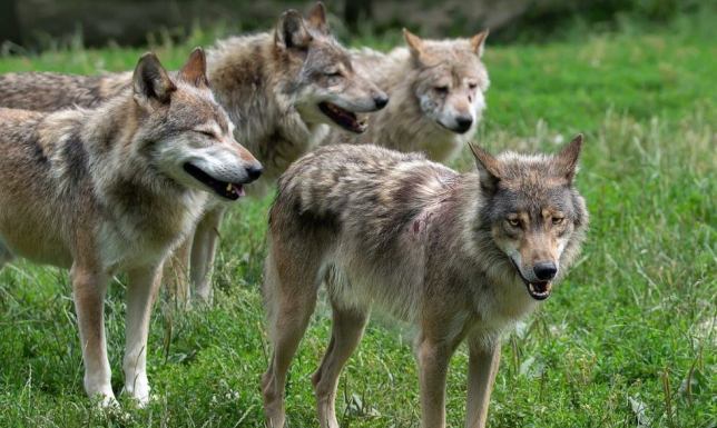 Regionalna Dyrekcja Ochrony Środowiska, postępowanie w przypadku spotkania wilka