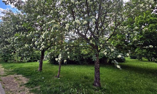  nowy park linearny położony pomiędzy ul. W. S. Reymonta, a ul. Ogrodową