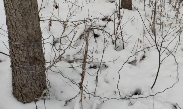 stalowe linki przeznaczone do chwytania dzików, saren, jeleni
