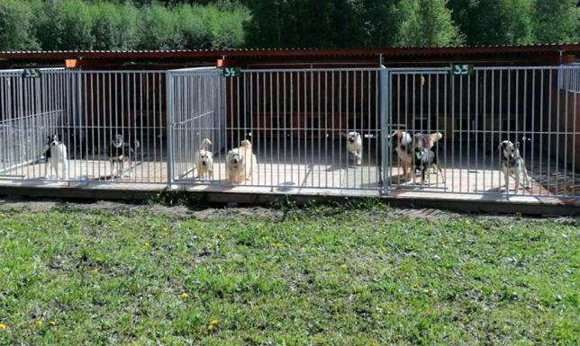 utrzymanie schroniska dla bezdomnych zwierząt oraz ich odłów