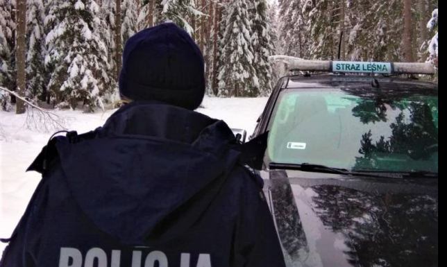 Stop nielegalnej wycince choinek  Mundurowi sprawdzają legalność pochodzenia sprzedawanych drzewek